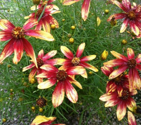 Gardner's Landscape Nursery - Chester Springs, PA