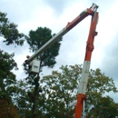 Manu's Tree Works - Tree Service