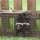 Klondike Critter Control