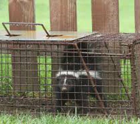 Klondike Critter Trapping & Removal Service - Fort Worth, TX