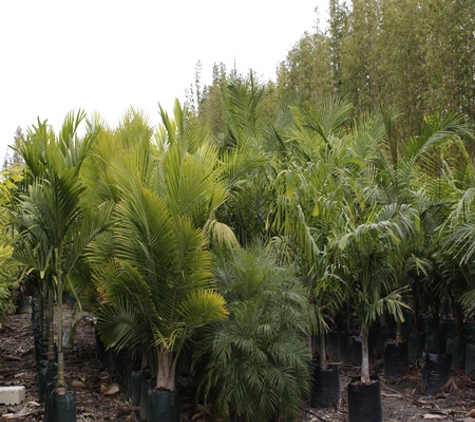 Bundaberg Wholesale Palms & Plants - Woongarra, QLD