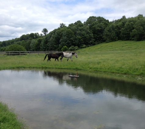 Misty spring stables - Ringtown, PA