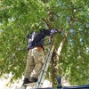 Edison Tree Service gallery