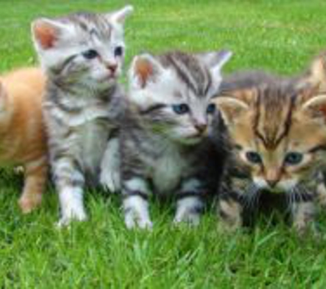Care for Pets Veterinary Clinic