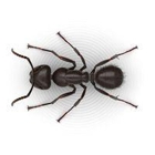 Robbins Pest Control