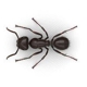 Robbins Pest Control