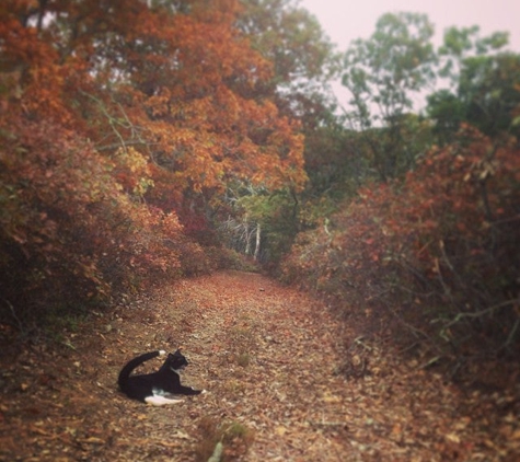 Manuel F Correllus State Forest - Edgartown, MA