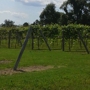 Rushland Ridge Vineyards