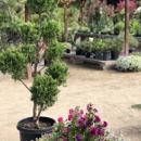 Stepping Stone Nursery - Nursery-Wholesale & Growers