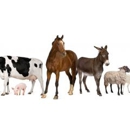 Long Prairie Livestock Auction - Livestock Auction Markets