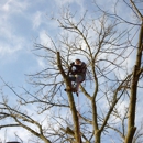 The Holland Group Tree Svc - Nurseries-Plants & Trees