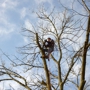 The Holland Group Tree Svc