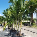 Palm Trees Direct - Landscape Designers & Consultants
