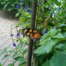 The Butterfly Place - Amusement Places & Arcades