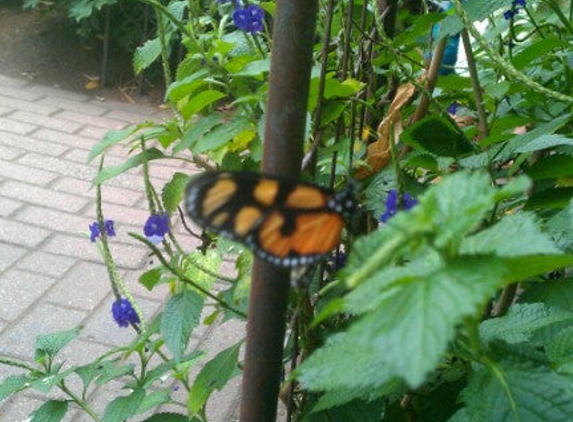 The Butterfly Place - Westford, MA