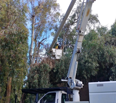 Cervantes Tree Services - Bakersfield, CA