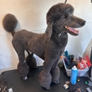 Galaxy Grooming - Pet Grooming