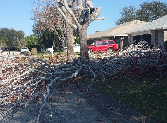 Taylor Made Trees - Palm Bay, FL