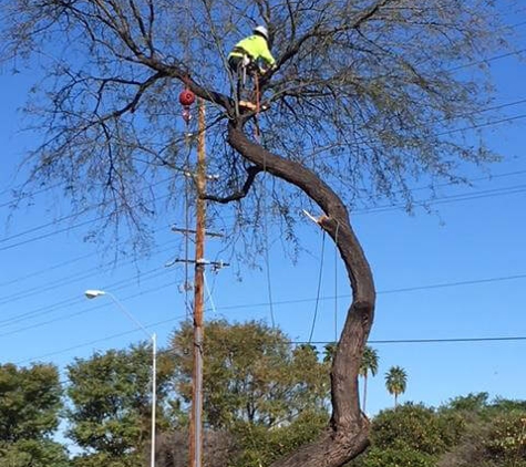 Techer's Tree Service