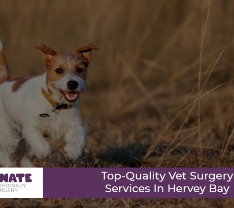 Passionate Paws Veterinary Surgery - Pialba, QLD. Top-Quality Vet Surgery Services In Hervey Bay
