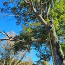 All Seasons Tree Service - Tree Service