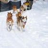 Heywood Kennels Sled Dog Adventures gallery