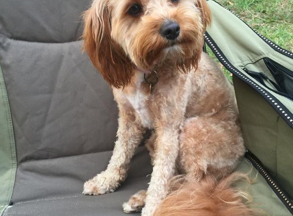 The Pampered Pooch Mobile Dog Grooming Forster / Tuncurry NSW - Tallwoods Village, NSW. Rosie Roberts had her first salon visit @ The  Pampered Pooch today and she looks the best she ever has!
