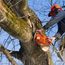 Williams Tree & Lawn - Arborists