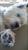 Fountain Gate Veterinary Clinic - Veterinary Surgeons