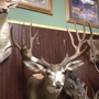 Werner Family Taxidermy