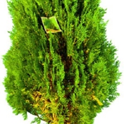 Gallery Image Number 4