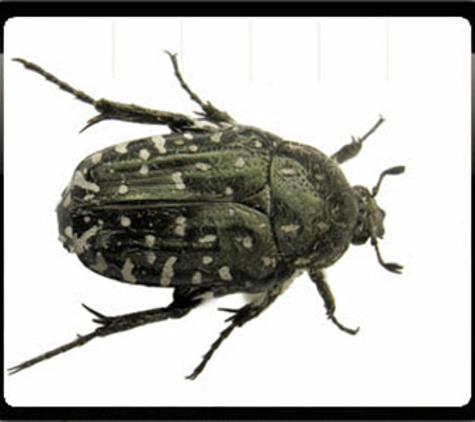 Sharp Pest Control - Cooma, NSW