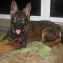 HARTER HUND GERMAN SHEPHERDS