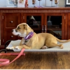 K9 AdvantEDGE Dog Training gallery