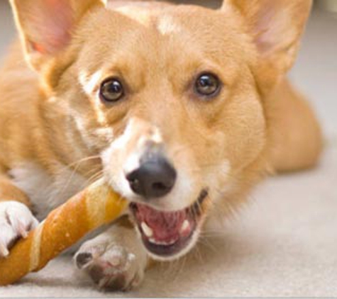 Passionate Paws Veterinary Surgery - Pialba, QLD