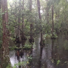 Big Cypress Gallery