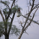 TLC Tree Removal Inc - Tree Service