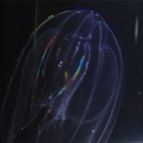 Jellyfish Warehouse - Tropical Fish