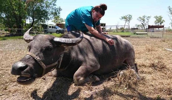 Howard Springs Veterinary Clinic - Howard Springs, NT