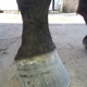 Christian Nicklas Farrier Service