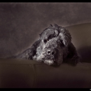 stayMor.com photography - Pet Services