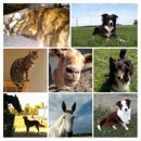 Creature Comforts Animal Care, LLC - Pet Services