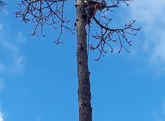 Fairchild Tree Removal - Hephzibah, GA