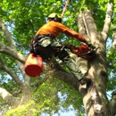 The Tree Man - Tree Service