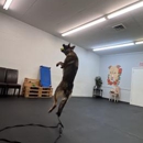 Off Leash K9 Training Toledo - Dog Training