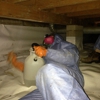 Crawlspace Remediation LLC gallery