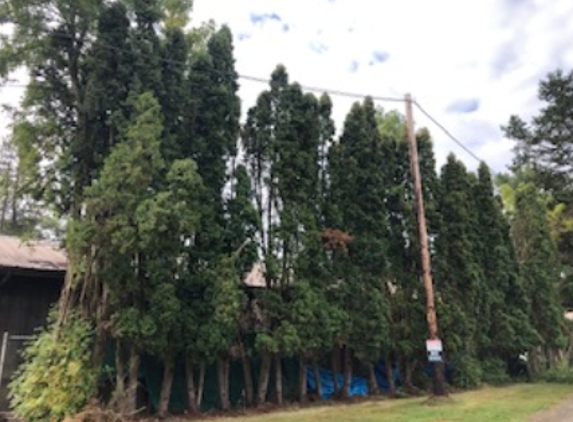 Luisiana Tree Services LLC - Shelton, WA