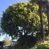 Pacific West Tree Care Inc. gallery