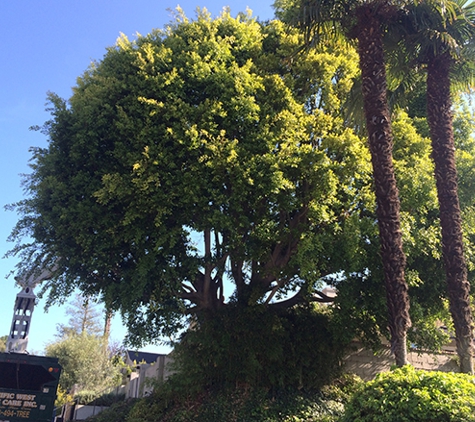 Pacific West Tree Care Inc. - Sun Valley, CA. Ficus Tree before Pacific West Tree Care