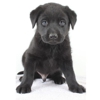 Labpups.com gallery